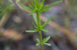 Loomis' yellow loosestrife